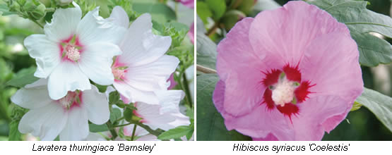 Lavatera en Hibiscus